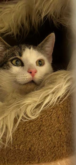 4 miesieczna Majusia szuka kochajacego domku