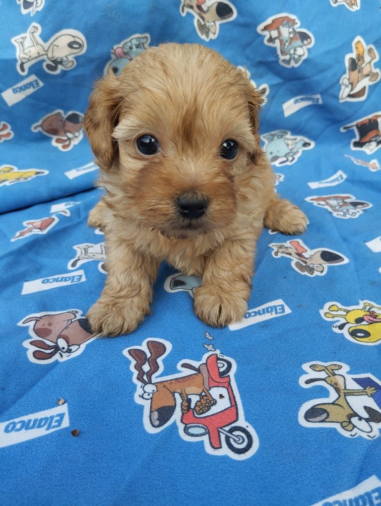Cavapoo suczka cavapoo f1b ( nie maltipoo maltańczyk pudel cavalier)