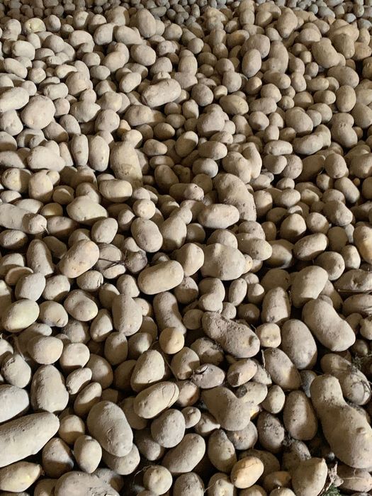 Продам картоплю моркву буряк цибуля