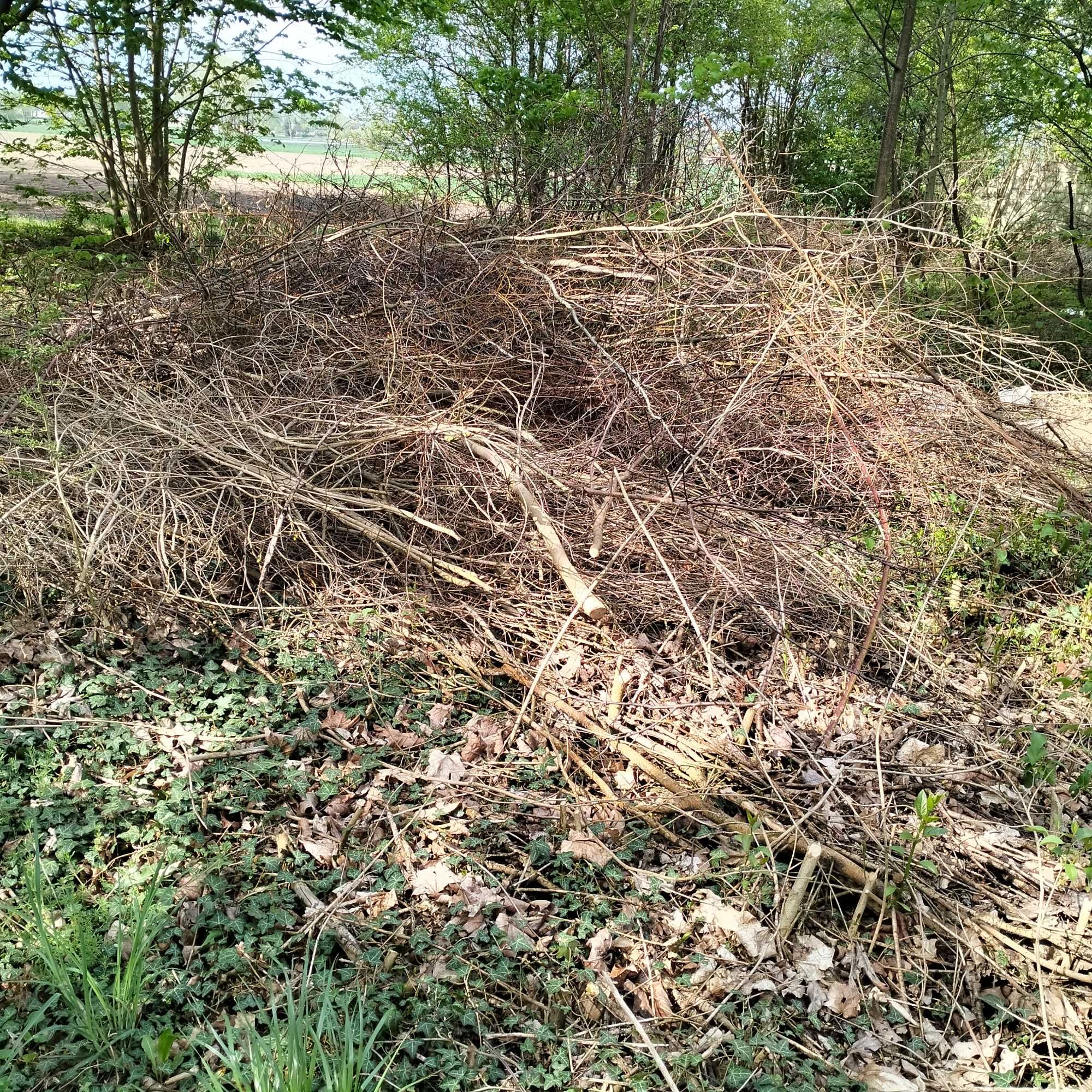 Gałęzie, drzewka oddam za darmo.