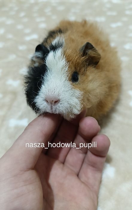 Świnka morska długowłosa