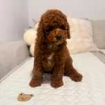 piesek maltipoo – gotowy do odbioru – wyjątkowy przyjaciel