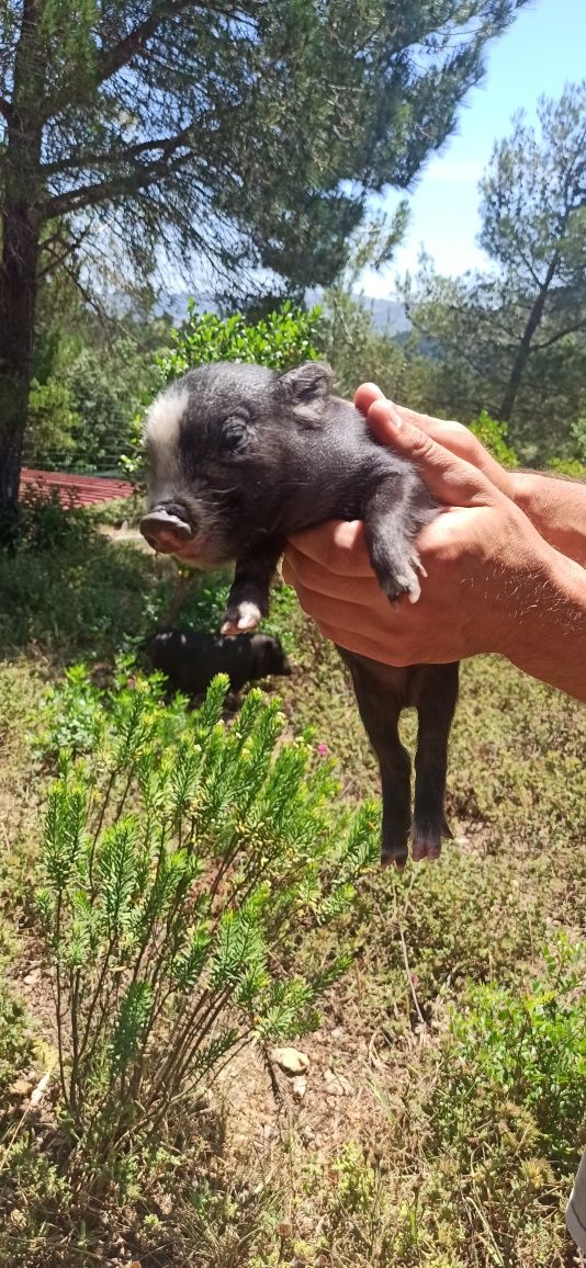 Mini pig/vietnamita bebés