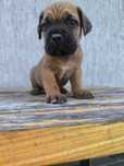 cane corso szczeniak