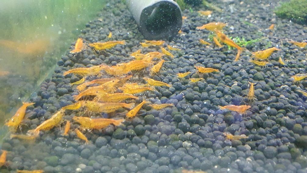 krewetki tangerine tiger cardina do krewetkarium woda RO