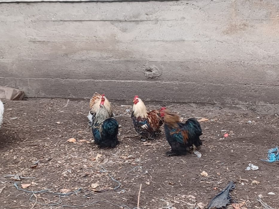 Sprzedam lub zamienię Kogutki karzełki łapciate