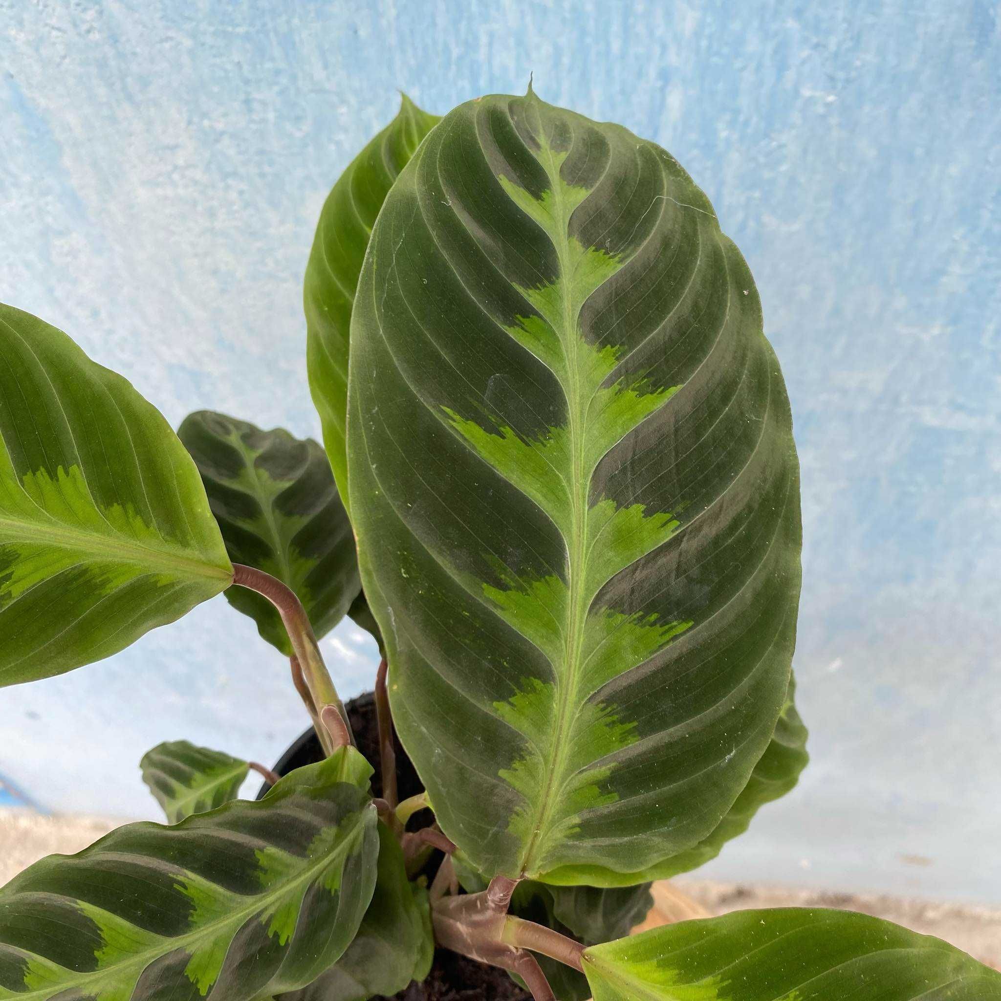 Calathea Warscewiczii Kalatea