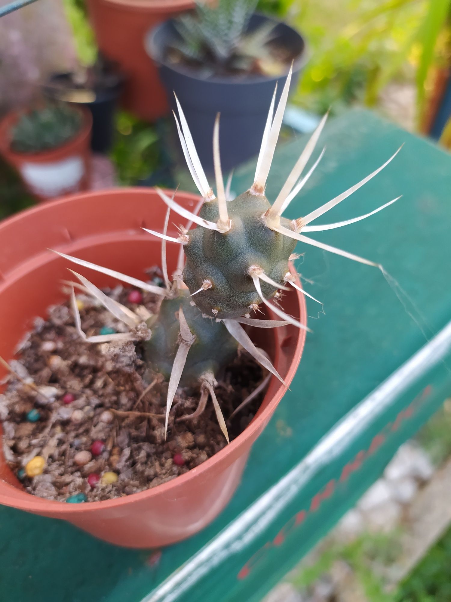 Tephrocactus articulatus