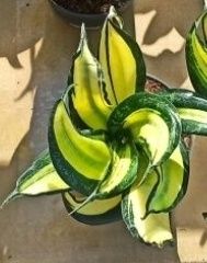 Продам сансевієрію ханні Венді Голд