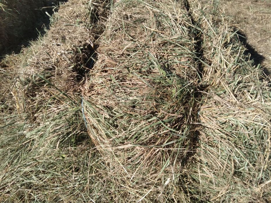 Продам сино в тьках солома ячнева  и хорохова