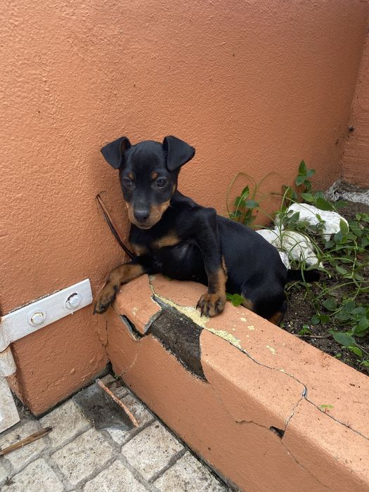 Pincher Fêmea puro pronto para entrega