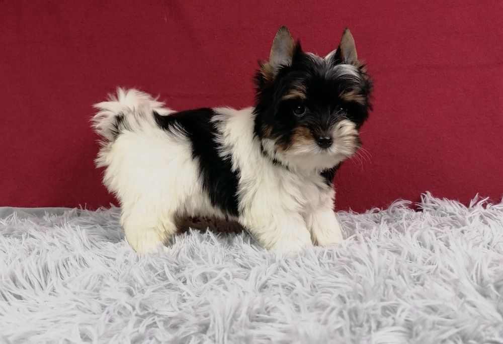 York Biewer Yorkshire Terrier z rodowodem