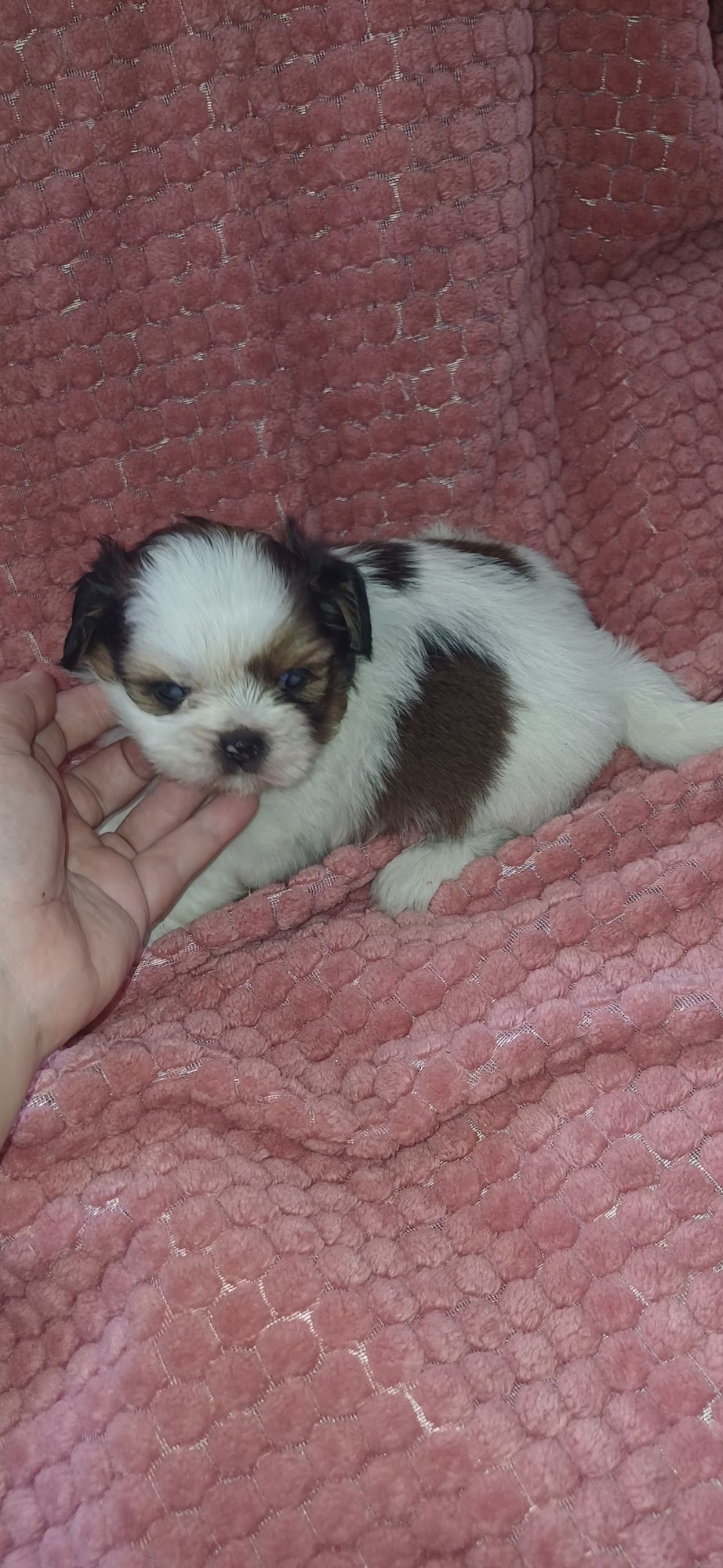 Shituzu macho de exelente linhagem