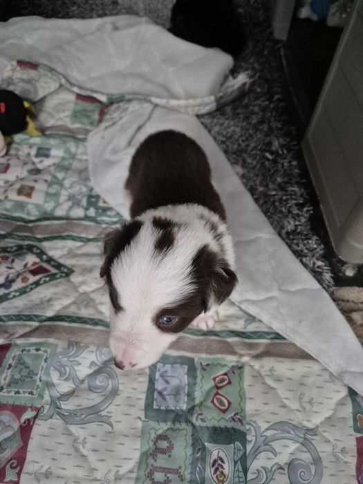 cachorros border collie