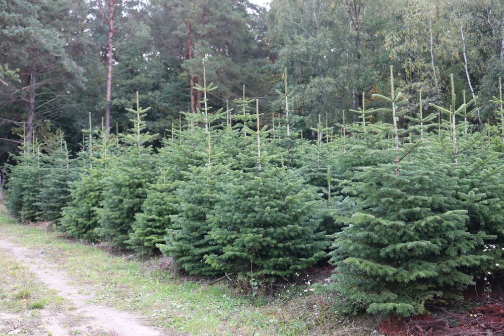 Choinka Jodła Kaukaska