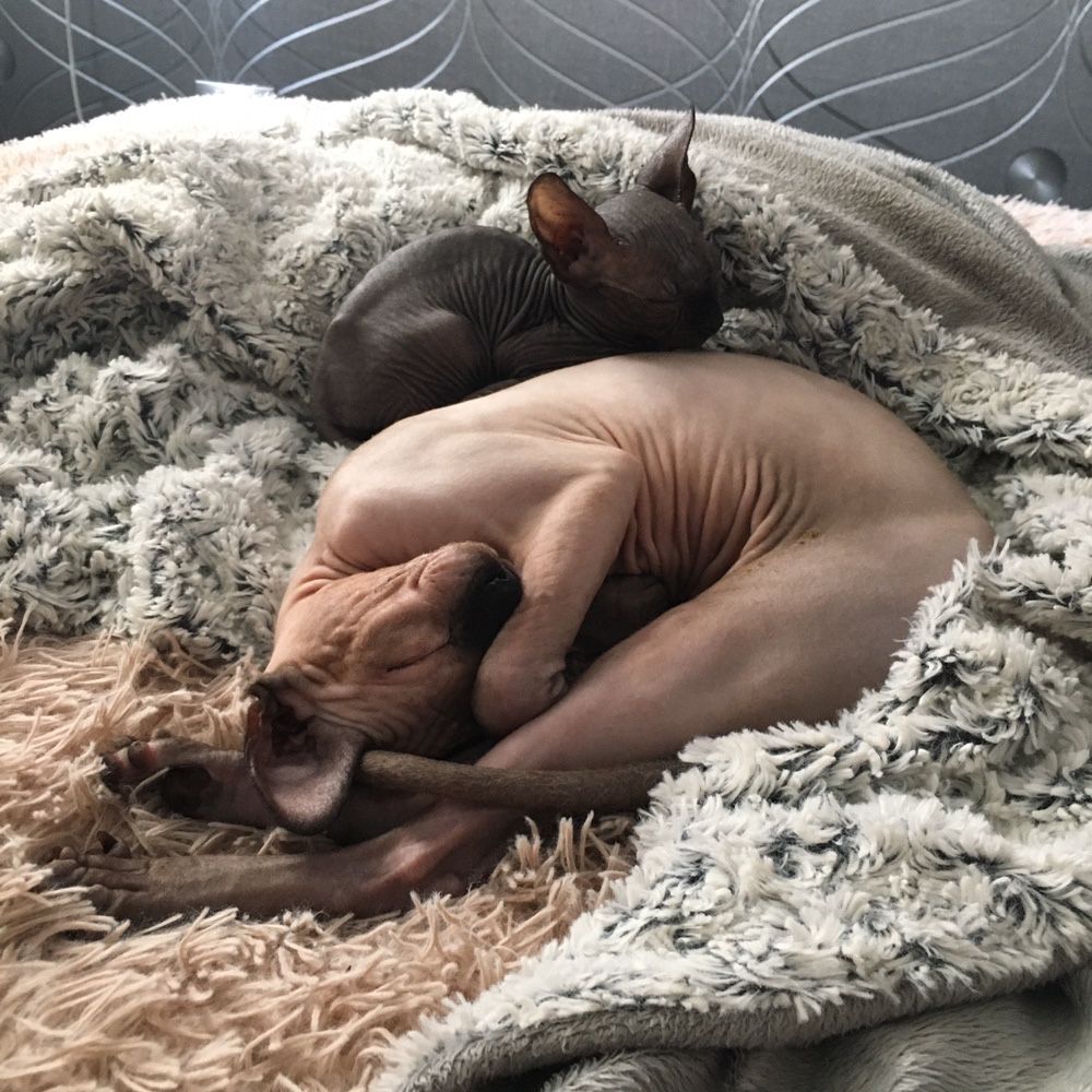 Canadian sphynx, naked cat, канадский сфинкс