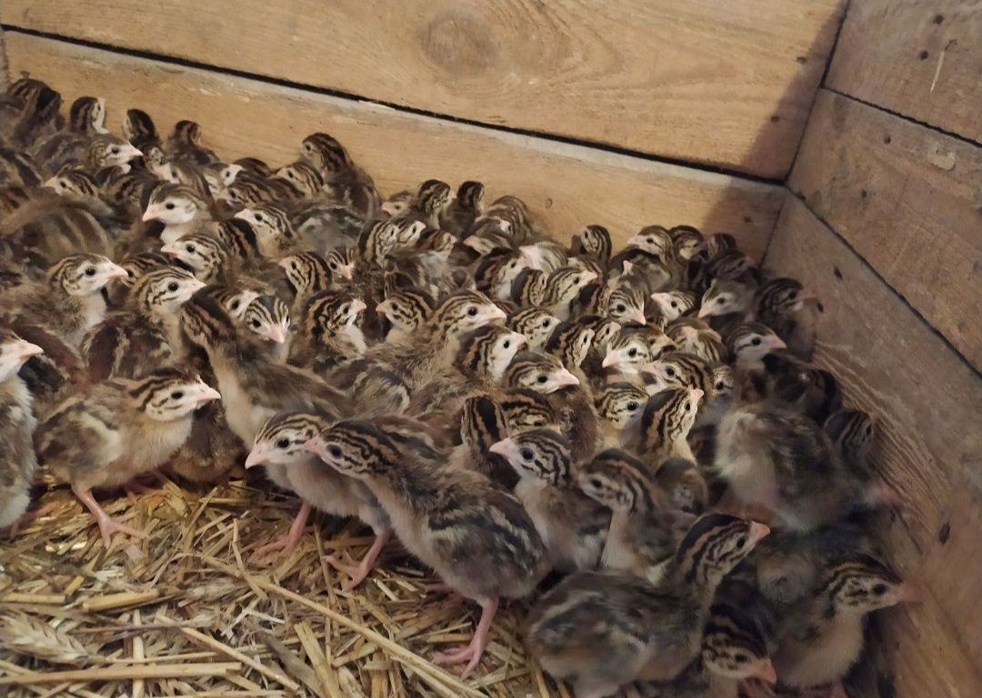 Sprzedarz piskląt