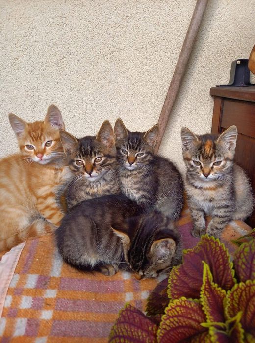 Kotki koty dachowce