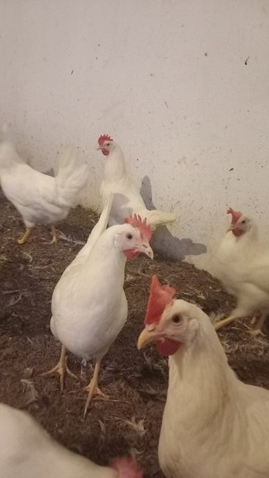 Kury Nioski Leghorn 24 tygodnie! Wysyłka od 10 sztuk.