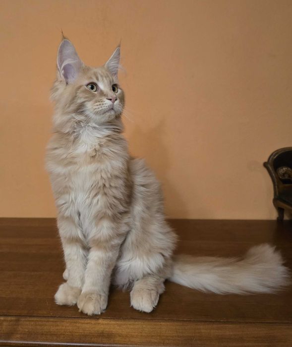 Kremowy kocurek Maine Coon