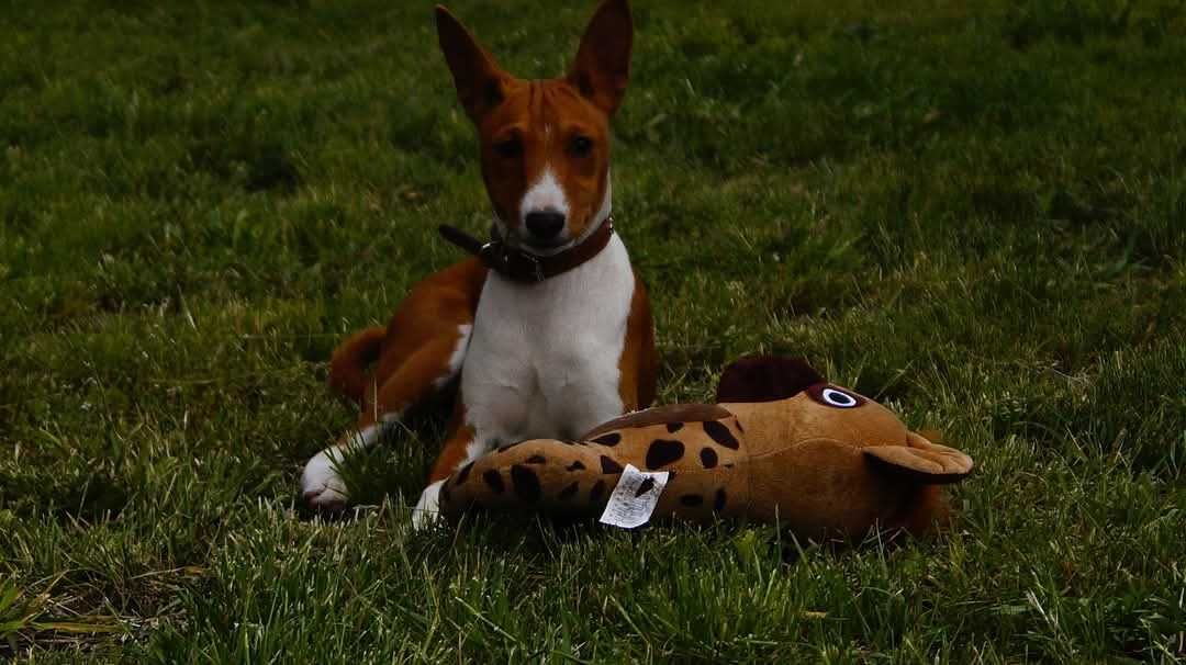 Basenji, rudo biala Sawa, do odbioru zkwp FCI