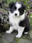 Border collie ZKWP FCI suczka