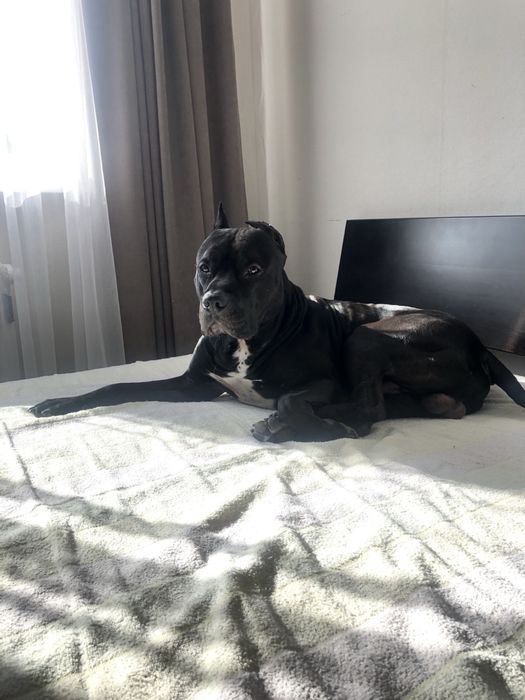 Апбт Американский питбультерьер вязка