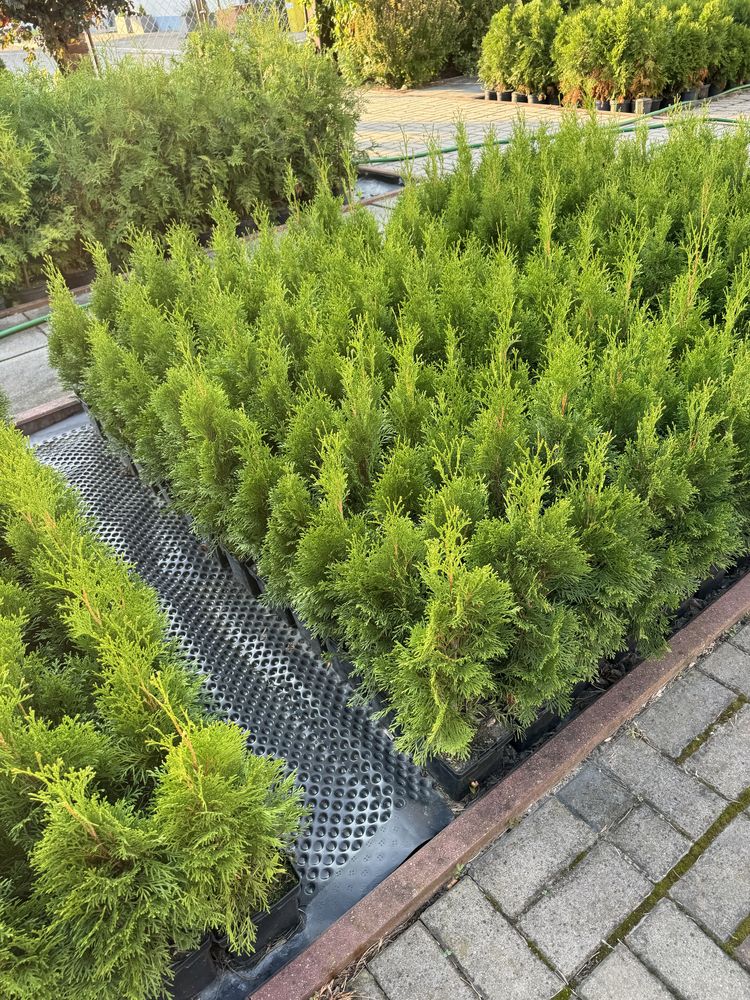 Thuja tuja szmaragdowa szmaragd żywopłot