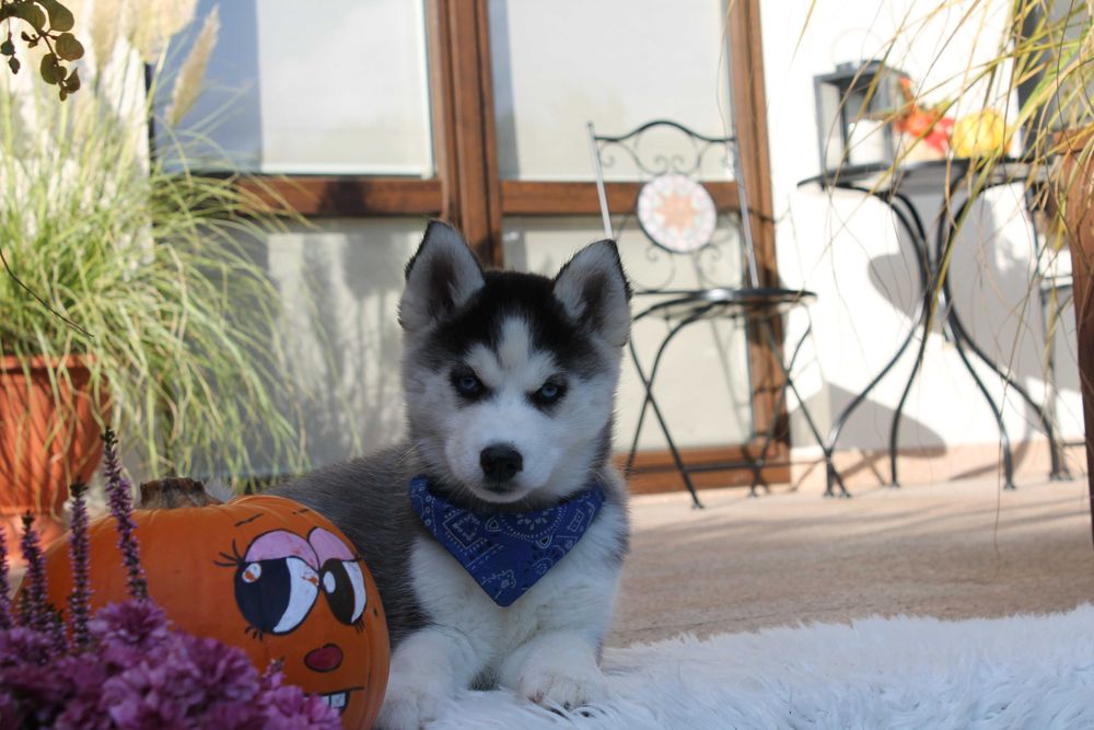 Siberian Husky-śliczna niebieskooka suczka
