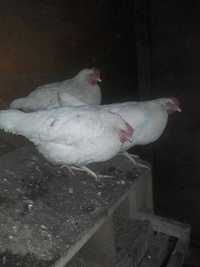 Ferma sprzeda kury LEGHORN kp2