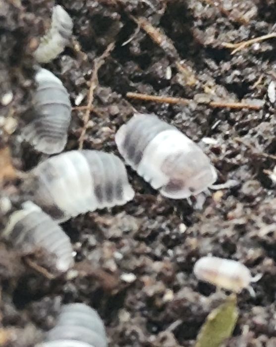 Isopody, kulanki, prosionki CUBARIS SP. PANDA KING ekipa sprzątająca 1
