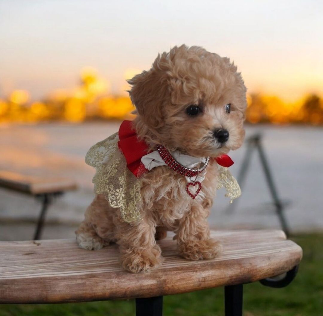 Dziewczynka Maltipoo do odbioru