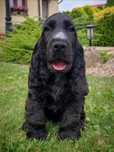 Cocker spaniel angielski