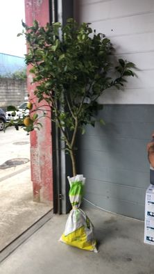 Limoeiros com 5 anos a dar fruto