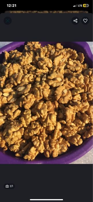 Карпатський волоський горіх 2025р