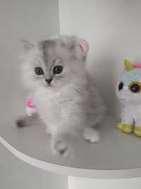 Котёнок персидская серебристая шиншилла