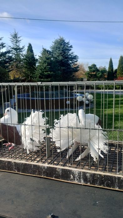 Pawiki gołębie ozdobne