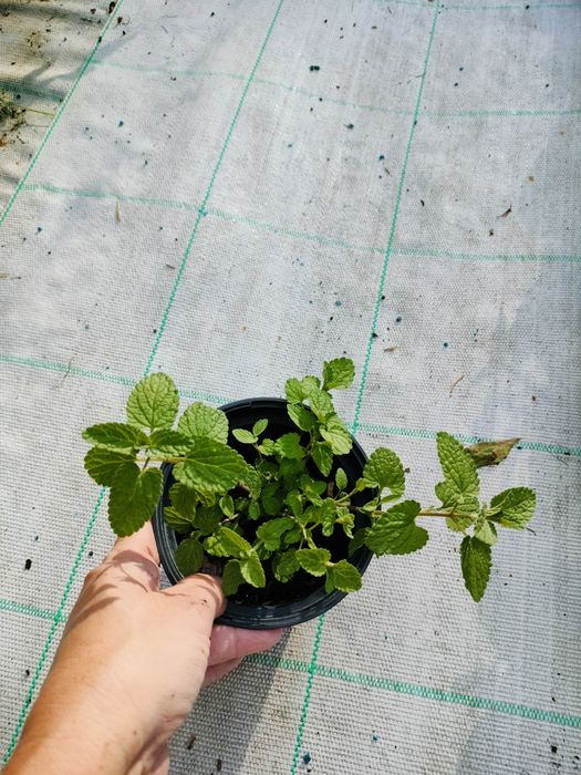 Kocimiętka bylina wieloletnia sadzonka