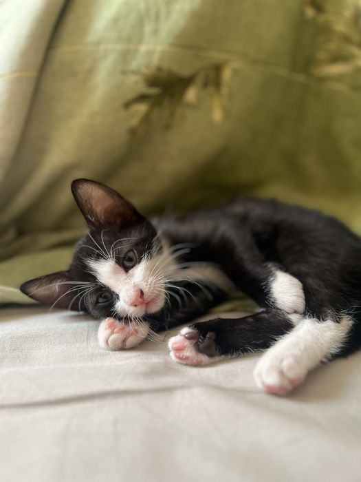 Котик, кошеня, киця, кітик, кицюня