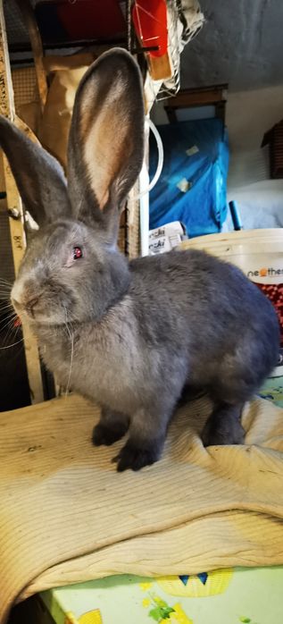 Sprzedam króliki olbrzym belgijski