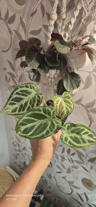 Домашня колекція фікусів й кротонів