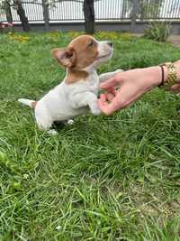 Sprzedam pieska Jack Russell terrier