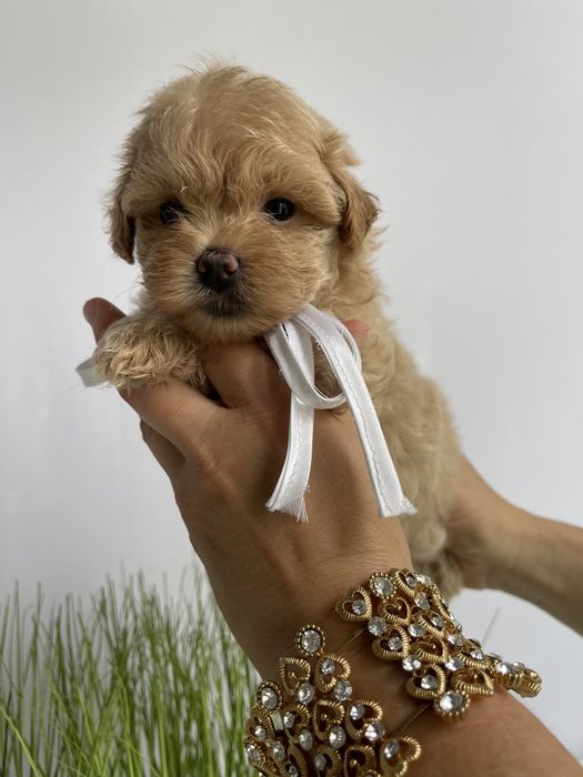 VIP Мальтипу F1 — Пухнасті дівчатка та хлопчик хочуть до вас