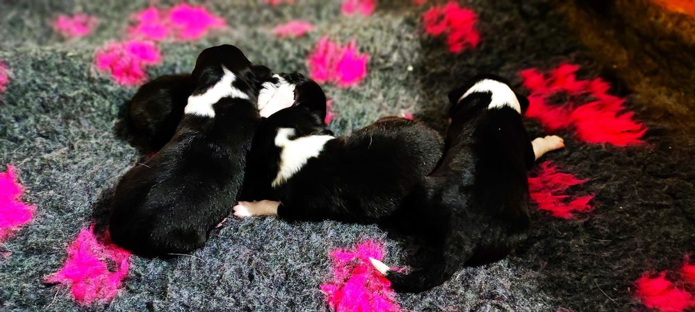 Border Collie ZKwP/FCI