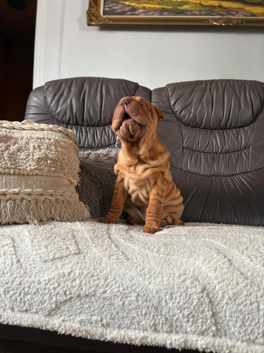 Shar pei dziewczynka