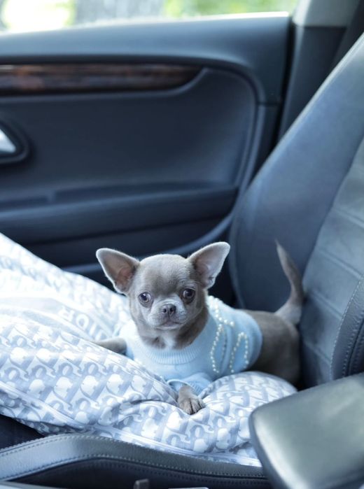 Chihuahua dziewczynka fci