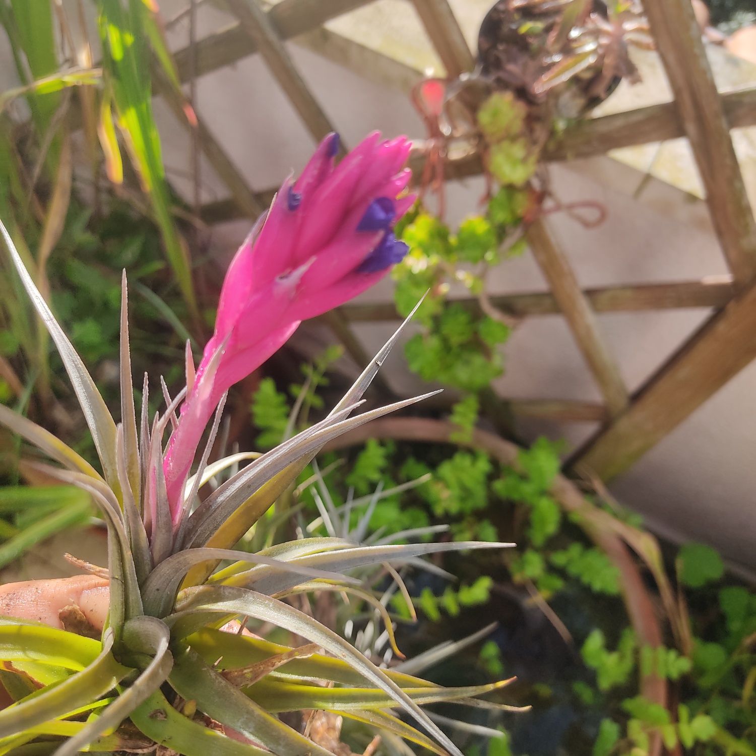 Cravo do ar,  Tillandsia aeranthos. Bromeleácea