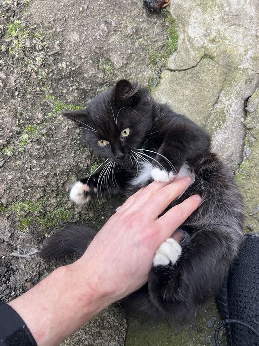 Маленький котик в добрі ручки