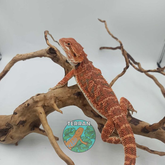 Agama brodata - Jaszczurka dla początkujących gekon zbożowka anolis