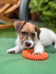 Jack Russell Terrier RUSTY od # SMARTIE JACKS # wire-haired MALE Jack